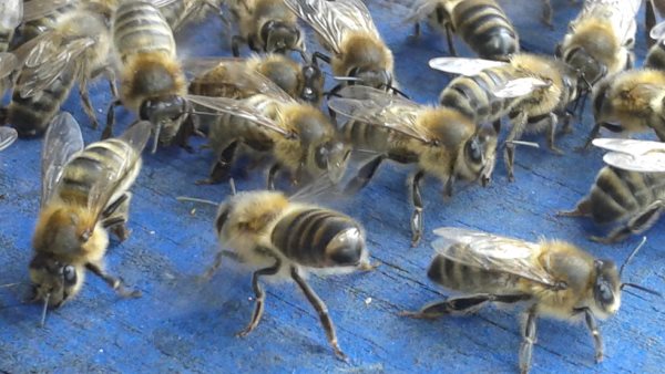 appel des abeilles pour rentrer dans la nouvelle ruche