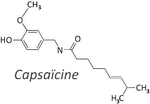 molécule de capsaicine