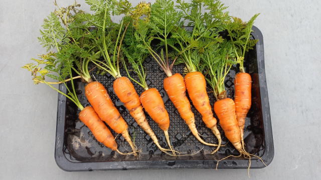 8 carottes