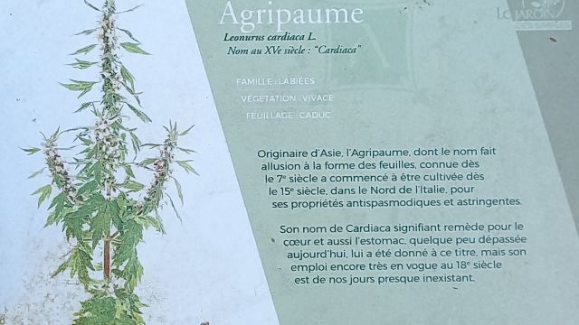 Agripaume