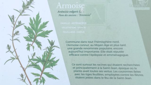 Armoise