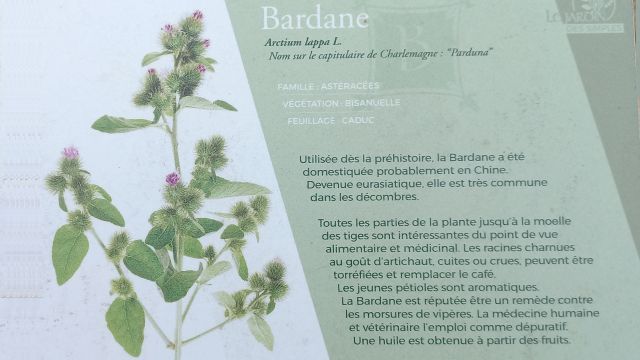 Bardane