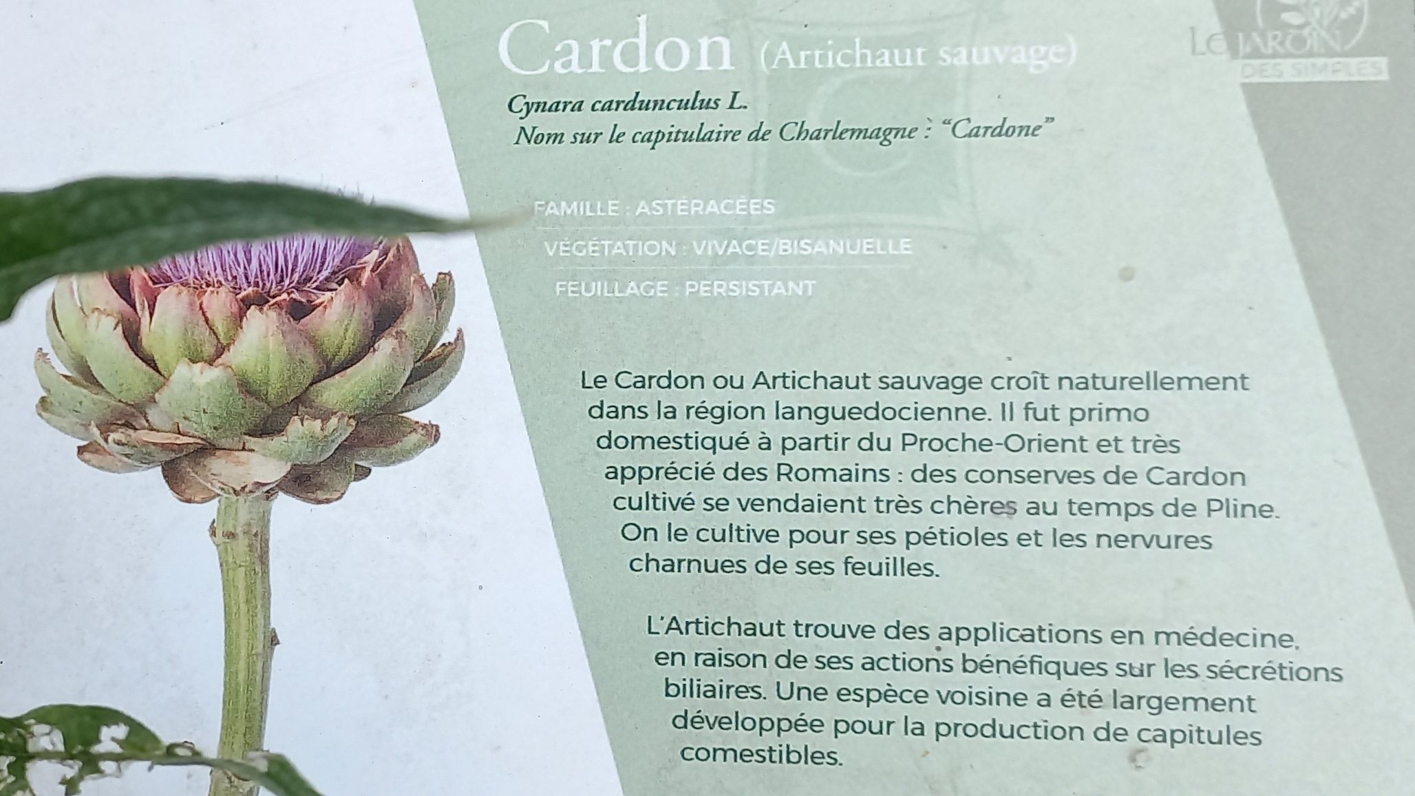 Cardon