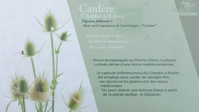 Cardère