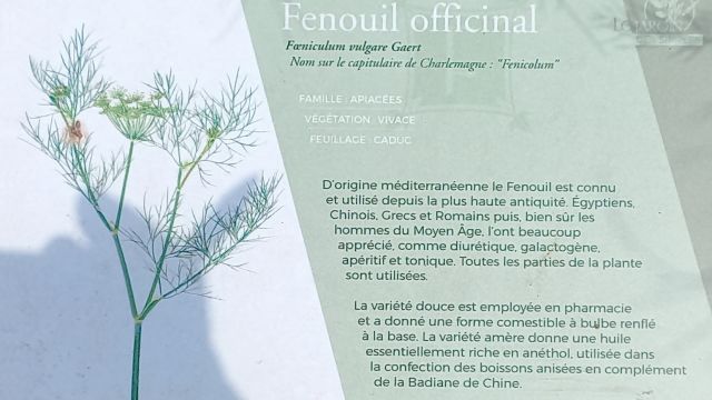 Fenouil