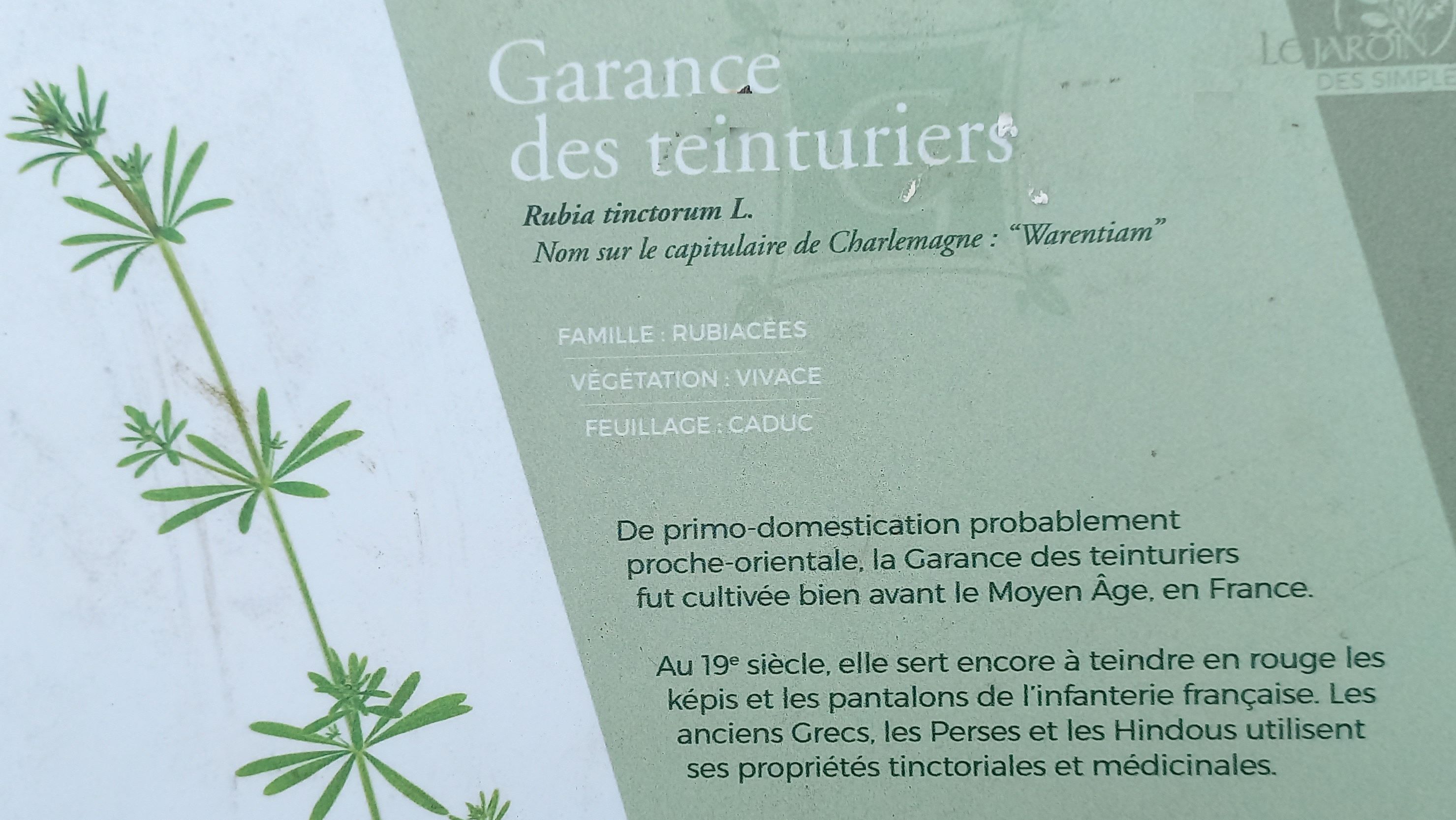 Garance des teinturiers