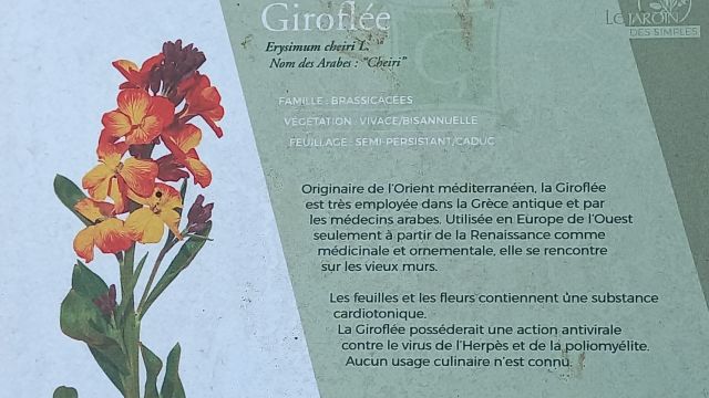 Giroflée