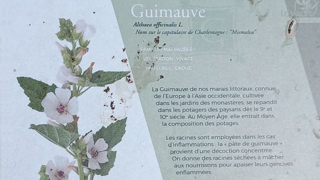 Guimauve