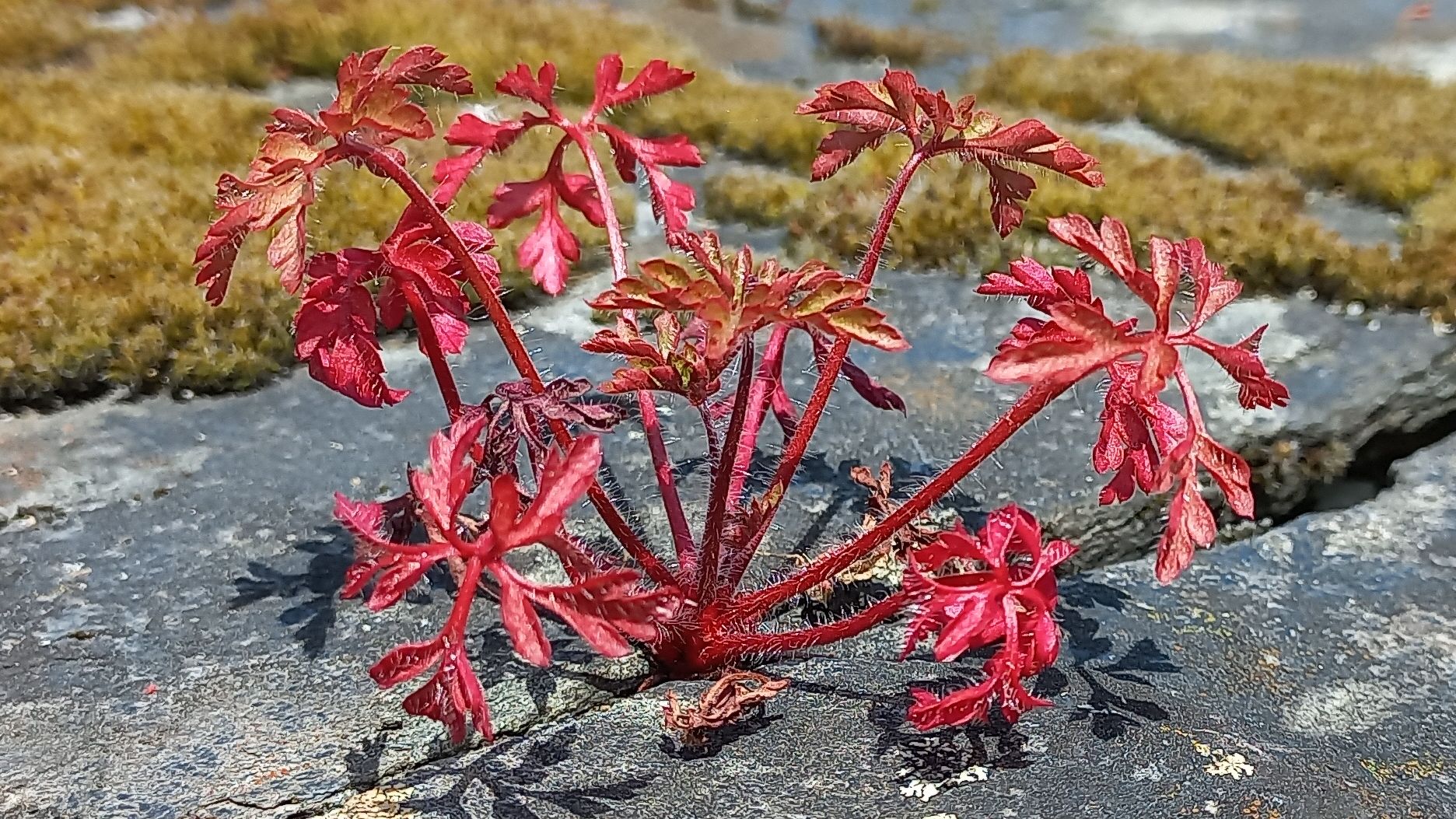 Géranium Robert