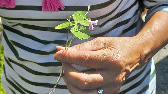 Oxalis corniculé