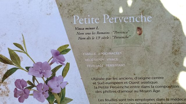 Petite pervenche