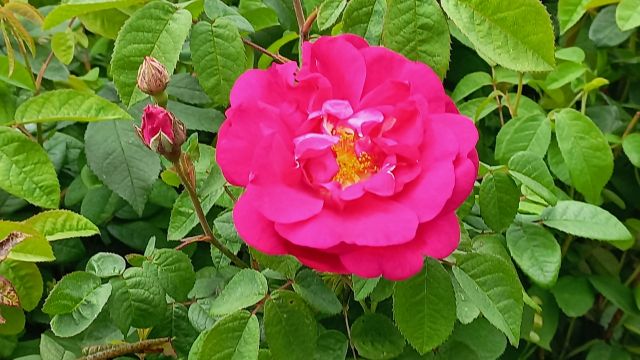 Rose de Provins