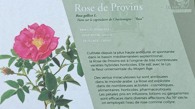 Rose de Provins