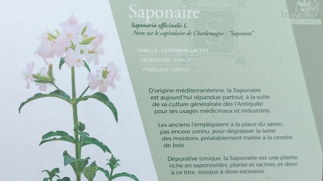 Saponaire