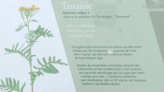 Tanaisie