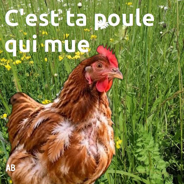 contrepèterie
