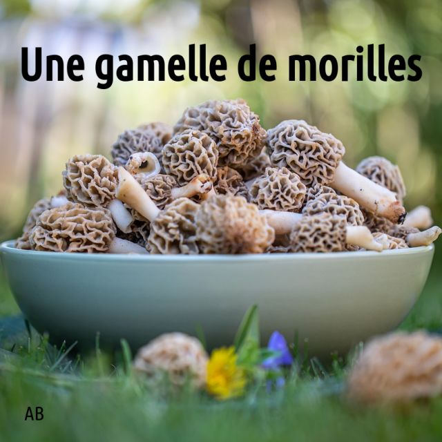 contrepèterie