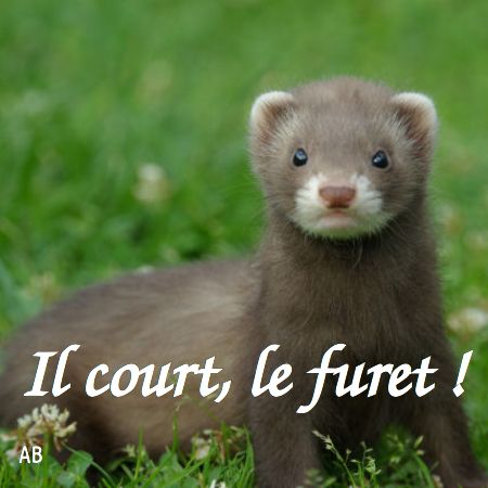 contrepèterie