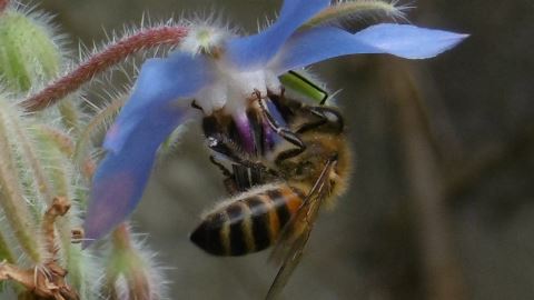 abeille sur fleur de bourrache